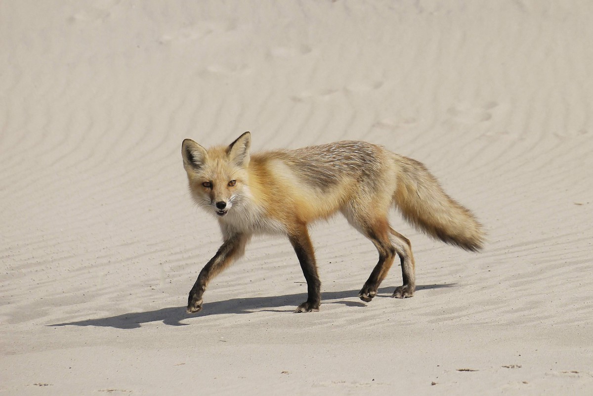 Fox Along the Dunes